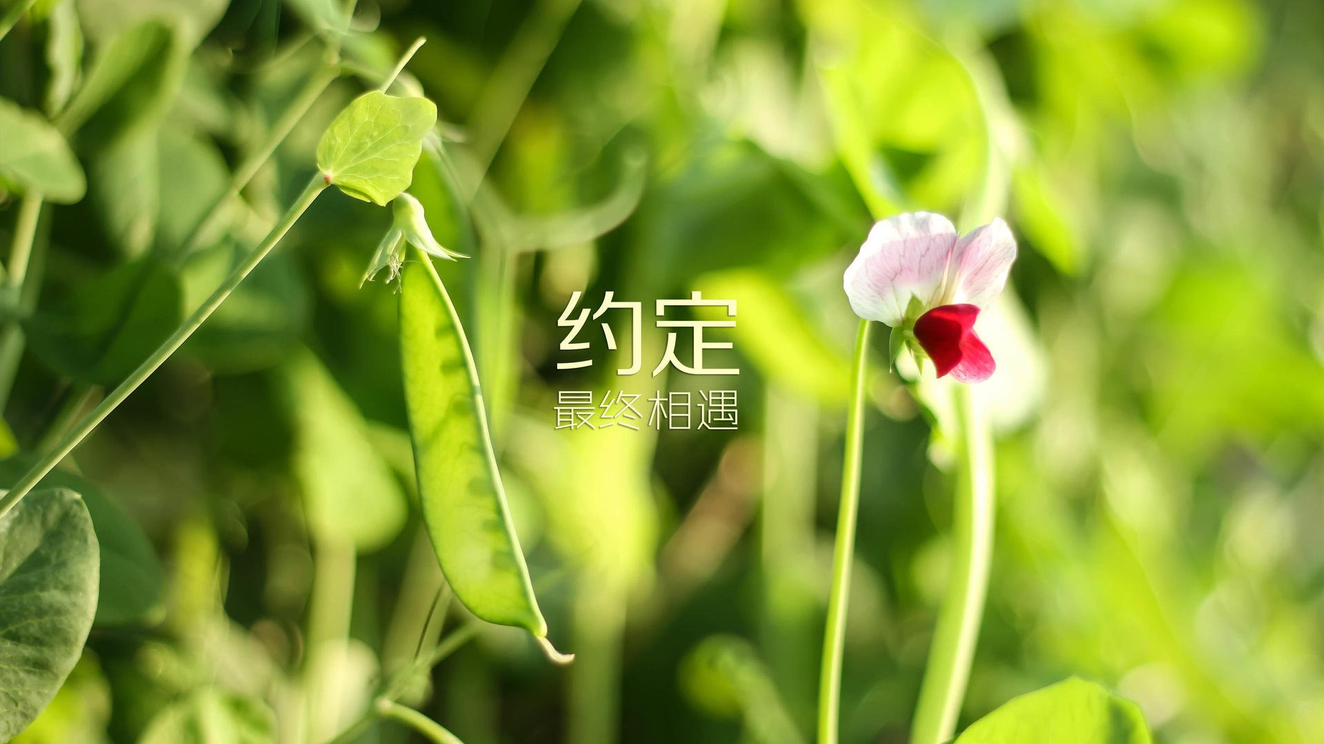 OG·阿努诺比在NBA常规赛中展现比赛智慧，og-阿努诺比