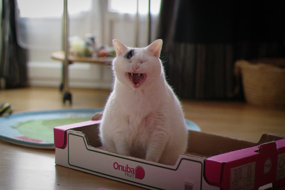 王宗源决赛发挥获教练肯定，王宗源教练是谁