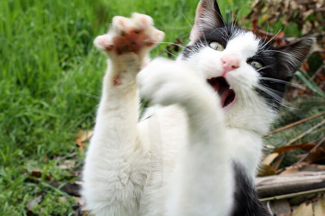 中国男篮再负强敌 球迷理性看待过程,中国男篮众人谈