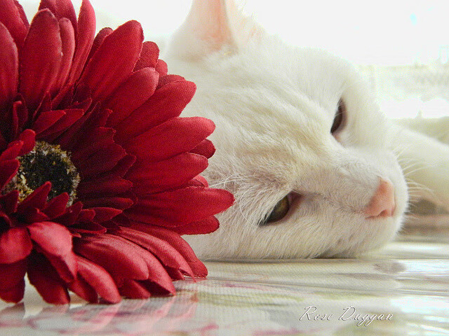 体育新闻中心深化体育大模型语义识别应用,体育模型演示